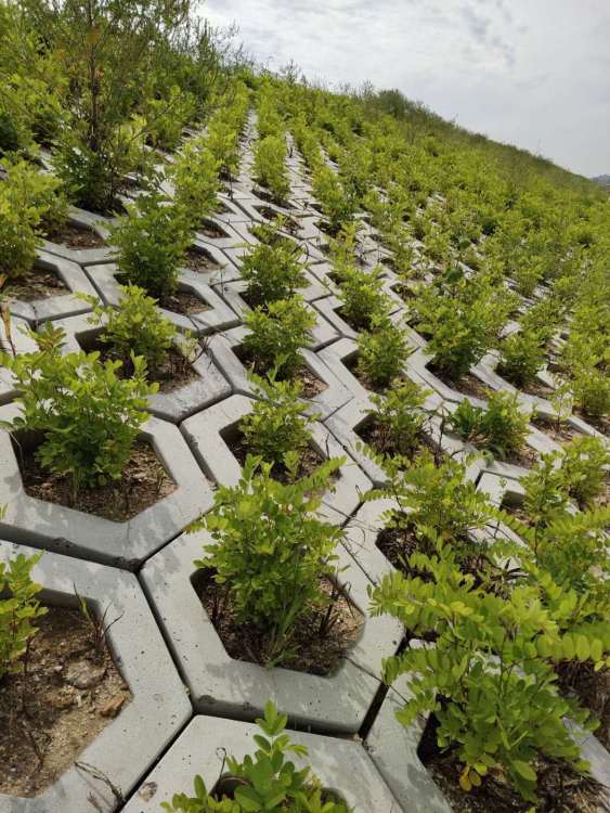 白城高鐵綠化工程施工 構(gòu)筑生態(tài)廊道，提升城市景觀